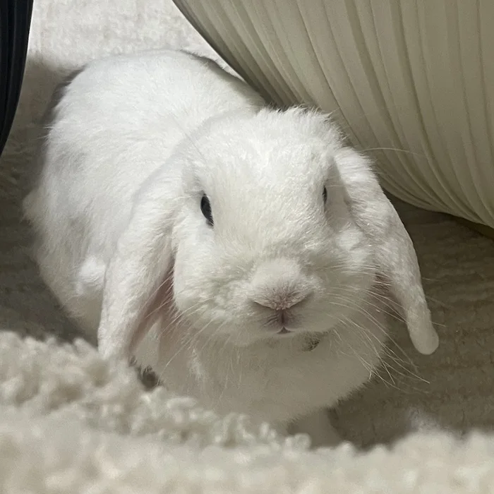 Snowy, a white lop-eared bunny, beside a round table
