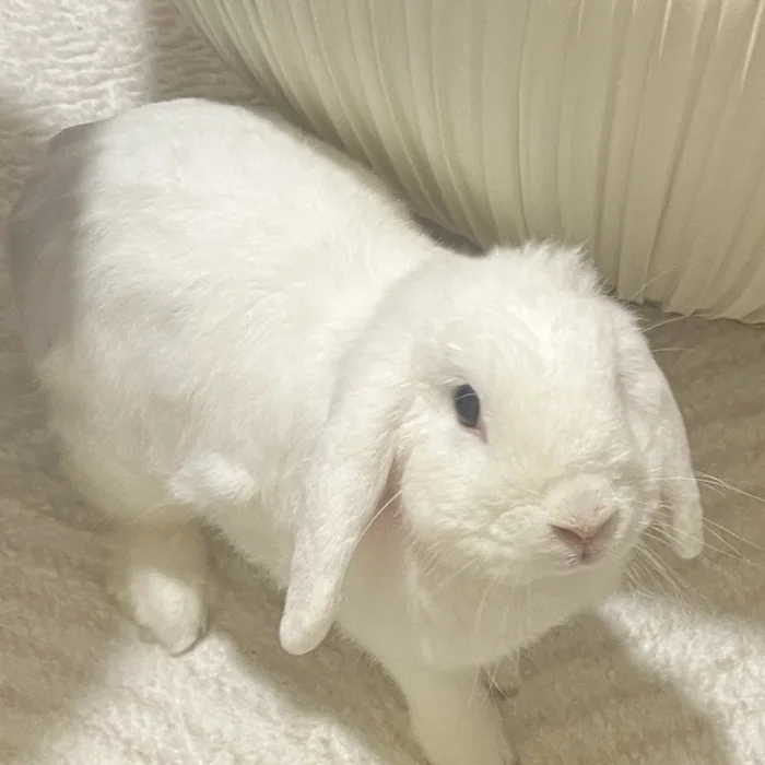 Snowy looking up from the rug
