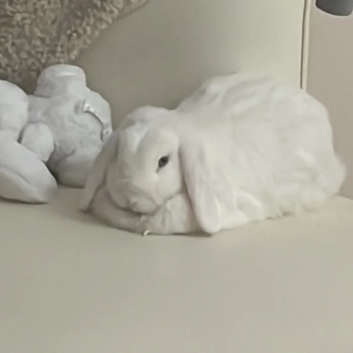 Snowy resting next to a plush bunny