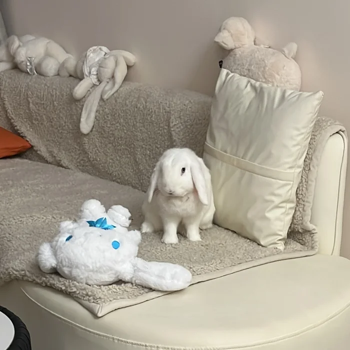 Snowy sitting on the sofa with her soft toys